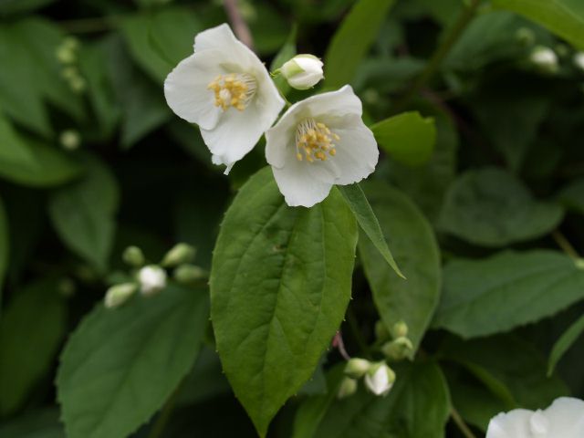 Philadelphus sp.  / Fior d'' angiolo (pianta coltivata)